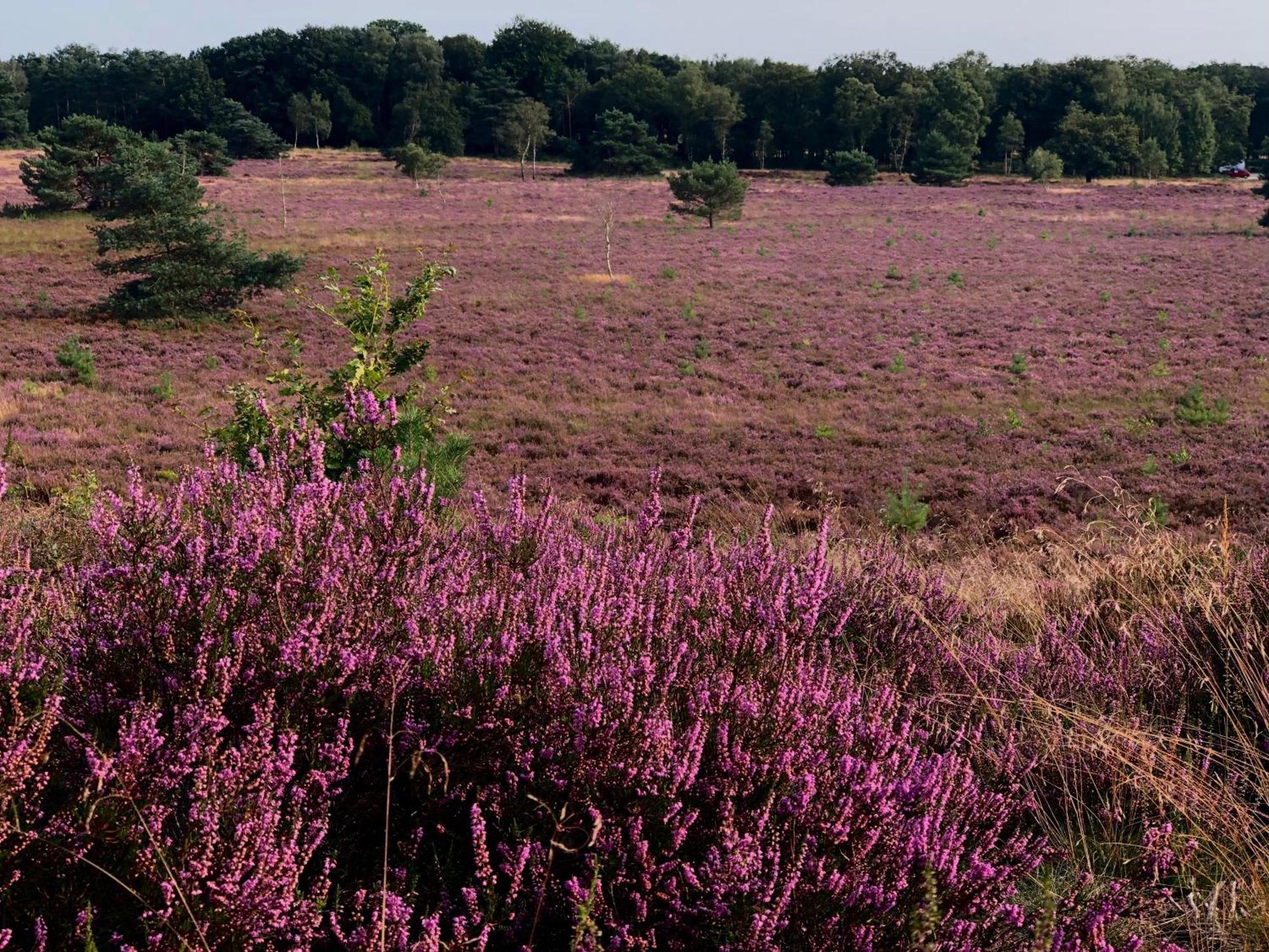 Het Natuurhuisje Op De Veluwe 넌스피트 외부 사진