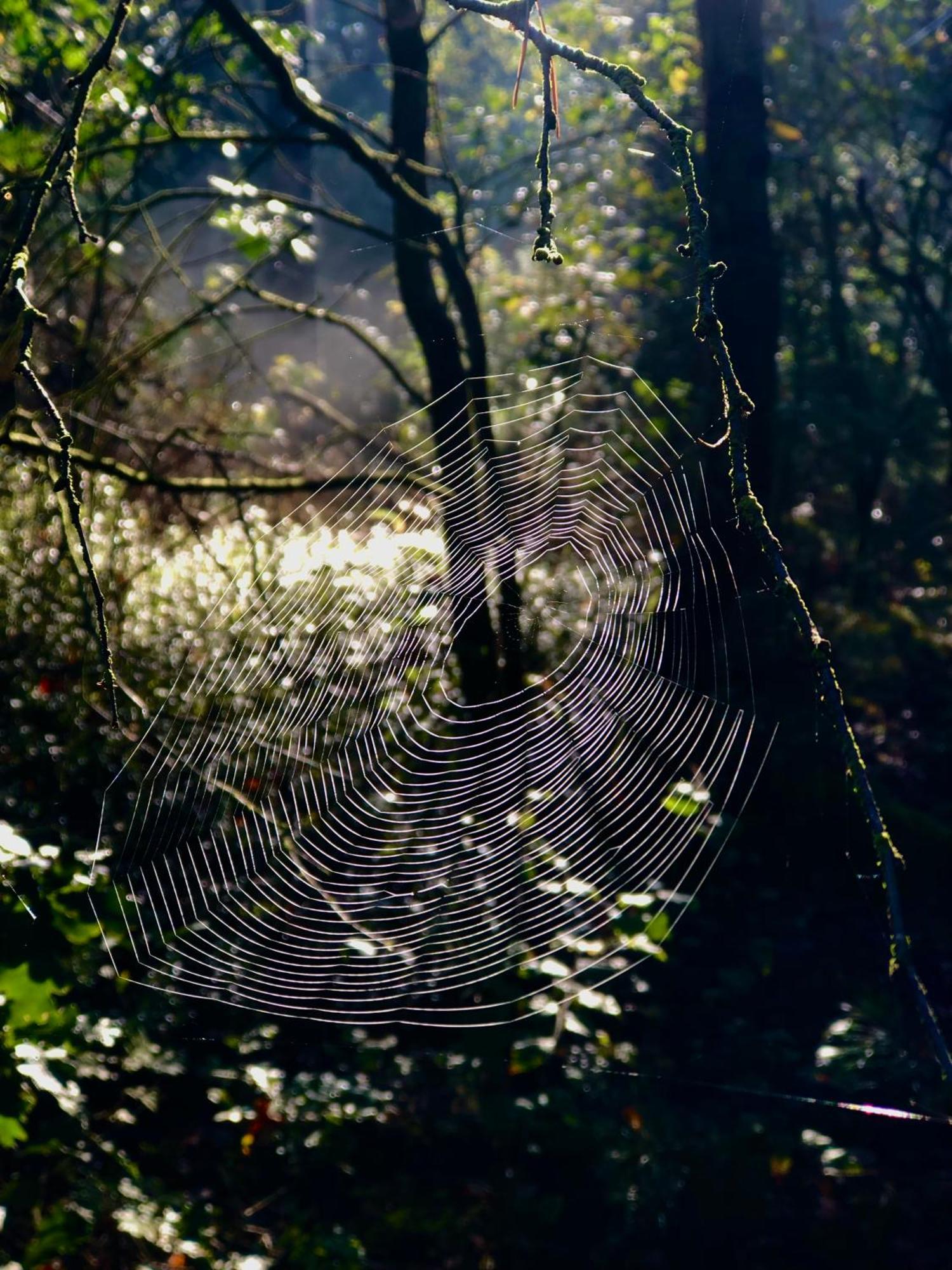 Het Natuurhuisje Op De Veluwe 넌스피트 외부 사진